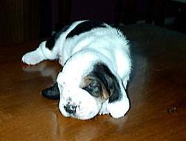 Chiot femelle