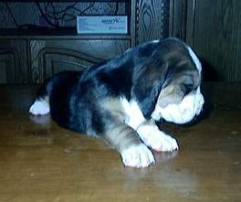Chiot femelle