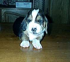 Chiot femelle