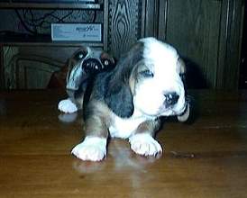 Chiot m�le